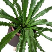 ASPLENIUM INTERIOR
