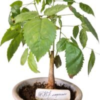 LAPACHO BONSAI