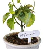 EUNYMUS BONSAI