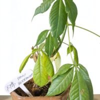 PALO BORRACHO BONSAI