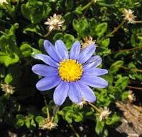 AGATHEA