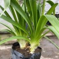 AGAPANTHUS