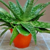 ALOE VERA