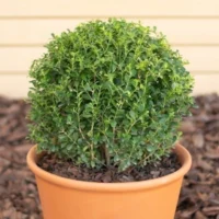 BUXUS BOCHA