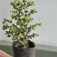 BUXUS CHICO