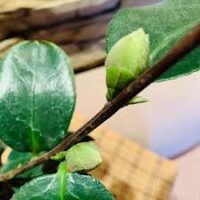 CAMELIA