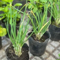 CIBULETE PLANTIN