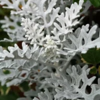 CINERARIA MARITIMA