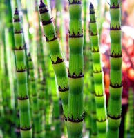 EQUISETUM