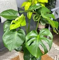 MONSTERA GRANDE