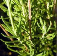 LAVANDA DENTADA