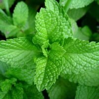 MENTA PLANTIN