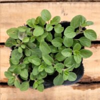 OREGANO PLANTIN