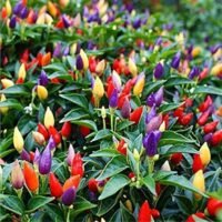 PIMIENTO CHICO