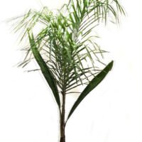 PINDO PLANTA