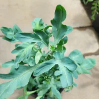 RUDA MACHO PLANTIN