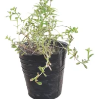 TOMILLO PLANTIN