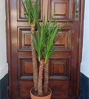 YUCA