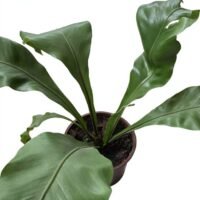 INTERIOR ASPLENIUM