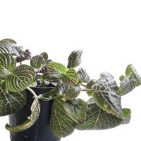 FITTONIA INTERIOR