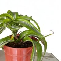 DRACAENA INTERIOR