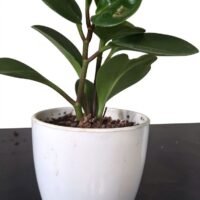 MINI PEPEROMIA INTERIOR