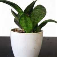 MINI SANSIVERIA