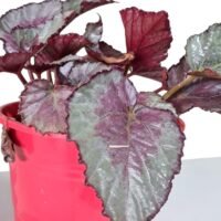 BEGONIA INTERIOR