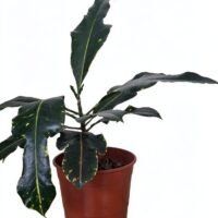CROTON INTERIOR