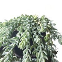 SEDUM TOKIO INTERIOR