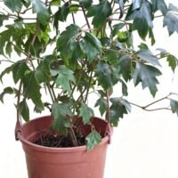 CISSUS INTERIOR