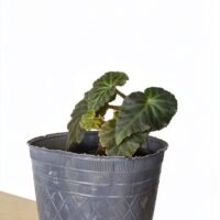 BEGONIA TUBEROSA INTERIOR