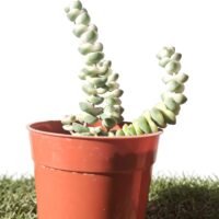 SUCULENTA MACETA 6CM