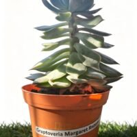 SUCULENTA MACETA 9CM