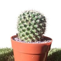 CACTUS MACETA 9CM