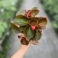 FLOR DE AZUCAR
