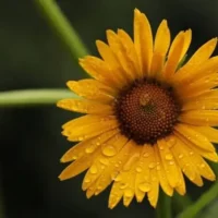 MARGARITA