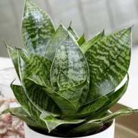 SANSEVIERIA N14