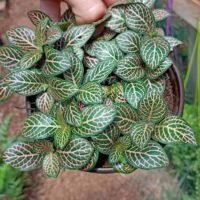 FITONIA