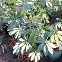 ARALIA X3Lt