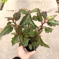 BEGONIA