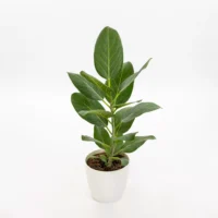 FICUS AUDREY