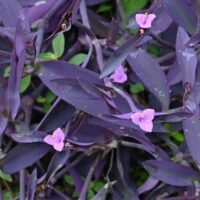 TRADESCANTIA