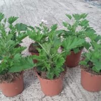 CITRONELLA