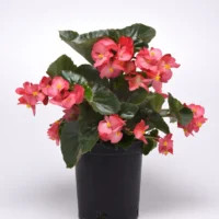 BEGONIA PANAMERICANA